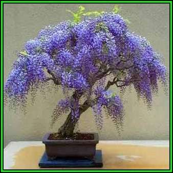 Bolusanthus speciosus - Tree Wisteria -10 Seed Pack- Indigenous +FREE Bonsai EBook + FREE Seeds, New