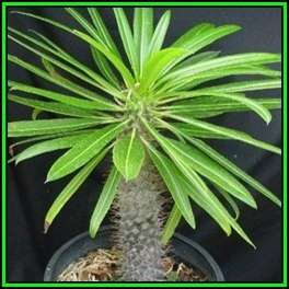 Pachypodium lamerei - 10 Seed Pack - Madagascan Succulent Tree - Combined Global Shipping - NEW