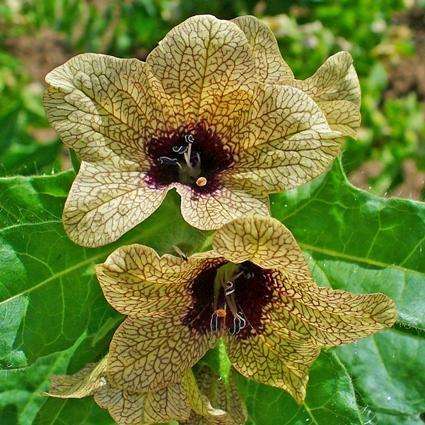 10 Black Henbane Seeds - Hyoscyamus niger Seeds - Annual Biennial