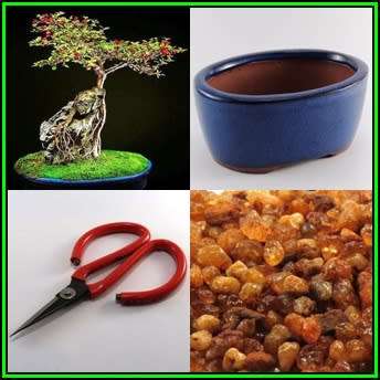 GrowYourOwn Bonsai Starter Seed Kit for Smallleaf Cotoneaster - Everything you need to get started!