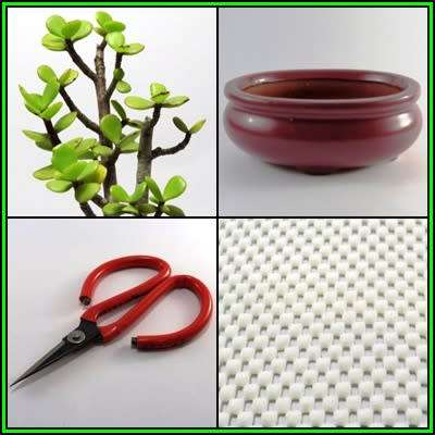 GrowYourOwn Bonsai Starter Plant Kit for Spekboom - Everything you need to get started!