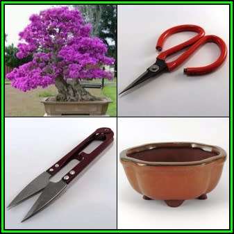 GrowYourOwn Bonsai Starter Kit for Eastern Redbud - Everything you need to get started!