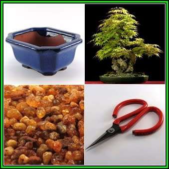 GrowYourOwn Bonsai Starter Kit for Japanese Maple - Everything you need to get started!