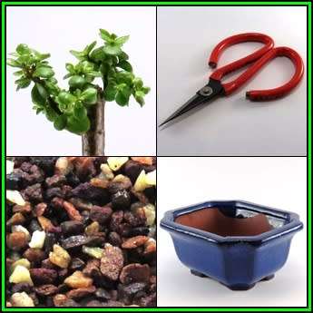 GrowYourOwn Bonsai Starter Plant Kit for Spekboom - Everything you need to get started!