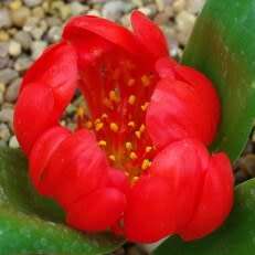 Daubenya aurea Red - 10 Seed Pack - Rare Indigenous Endemic Perennial Bulb -Combined Shipping- New