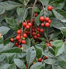 5 Allophylus decipiens Seeds - Bastard Currant - Indigenous South African Tree