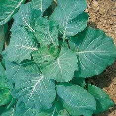 50 Southern Georgia Collards Seeds - Brassica oleracea - Vegetable Seeds