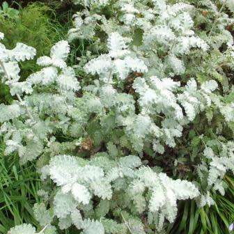 10 Buddleja glomerata - Karoo Sagewood Seeds - Buy Indigenous Shrub Seeds in South Africa