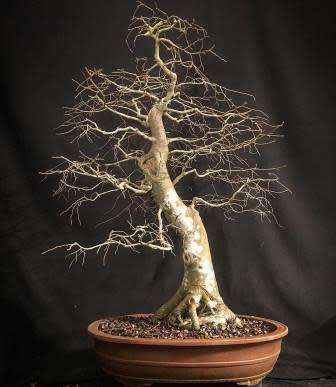 Celtis africana Bonsai Seeds - Witstinkhout Bonsai Sade - Buy Seeds For Trees Indigenous to RSA