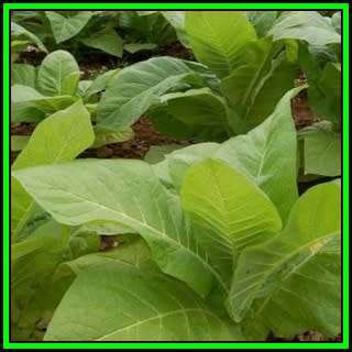 Nicotiana tabacum Bonanza - Cultivated Smoking Tobacco -10 Seed Pack- Combined Shipping - Perennial