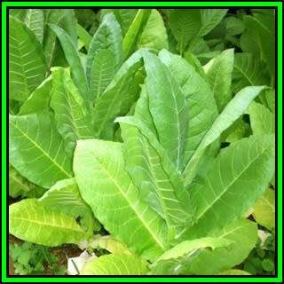 Nicotiana tabacum Kelly Brown Leaf - Cultivated Smoking Tobacco -10 Seed Pack- Perennial