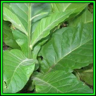 Nicotiana tabacum Gold Dollar - Cultivated Smoking Tobacco -10 Seed Pack- Perennial
