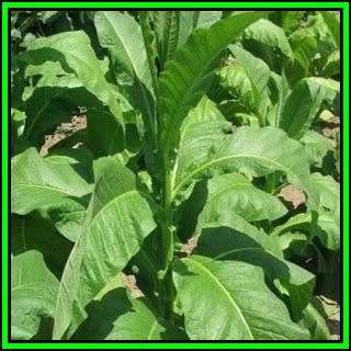 Nicotiana tabacum Lizard Tail Orinoco - Cultivated Smoking Tobacco -10 Seed Pack- Perennial