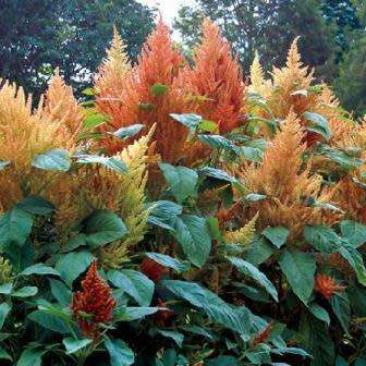 20 Amaranthus cruentus Autumn's Touch Seeds - Exotic Annual