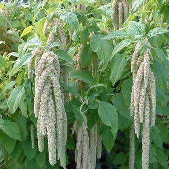 20 Amaranthus caudatus Green Tails Seeds - Exotic Annual