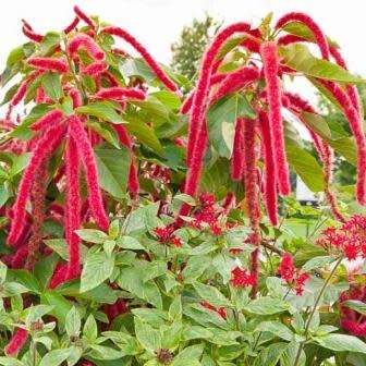20 Amaranthus caudatus Love Lies Bleeding Seeds - Exotic Annual