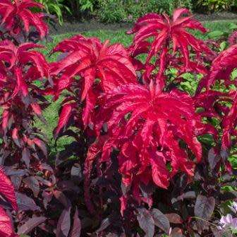20 Amaranthus gangeticus Molten Fire Seeds - Edible Exotic Annual - Huge Range Combined Delivery