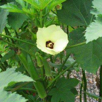 Okra Vegetable Seeds - Abelmoschus esculentus Seeds