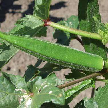 Okra Vegetable Seeds - Abelmoschus esculentus Seeds