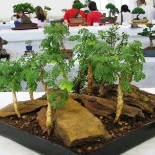 Senegalia burkei / Acacia burkei Bonsai - 5 Seed Pack+ FREE Bonsai eBook - Combined Worldwide Ship