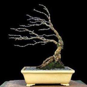 Acacia nigrescens, Knob Thorn 10 Seed Pack + FREE Bonsai eBook - NEW