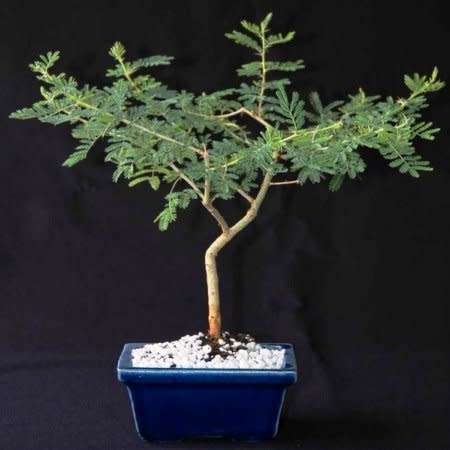 Acacia tortilis Seeds + FREE Bonsai eBook - NEW