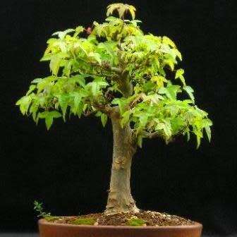 Acer buergerianum - Trident Maple Bonsai Seeds + FREE Gifts Seeds + Bonsai eBook, NEW