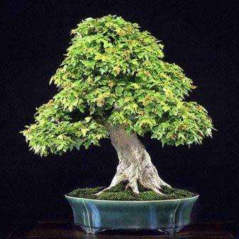 Acer buergerianum - Trident Maple Bonsai Seeds + FREE Gifts Seeds + Bonsai eBook, NEW