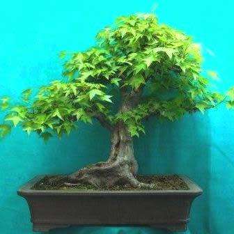 Acer buergerianum - Trident Maple Bonsai Seeds + FREE Gifts Seeds + Bonsai eBook, NEW