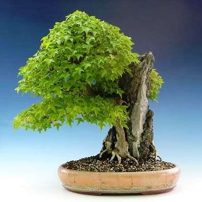 Acer buergerianum - Trident Maple Bonsai Seeds + FREE Gifts Seeds + Bonsai eBook, NEW