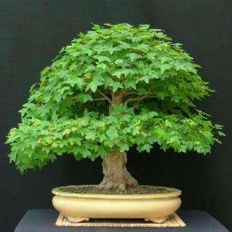 Acer buergerianum - Trident Maple Bonsai Seeds + FREE Gifts Seeds + Bonsai eBook, NEW
