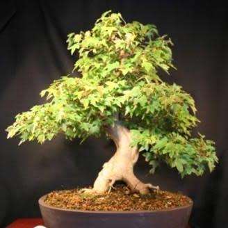 Acer buergerianum - Trident Maple Bonsai Seeds + FREE Gifts Seeds + Bonsai eBook, NEW
