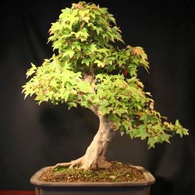Acer buergerianum - Trident Maple Bonsai Seeds + FREE Gifts Seeds + Bonsai eBook, NEW