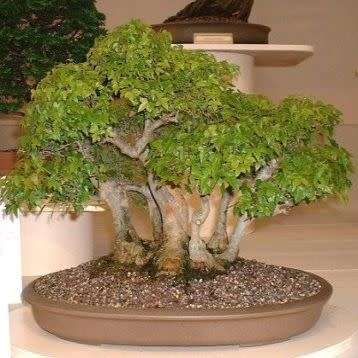 Acer buergerianum - Trident Maple Bonsai Seeds + FREE Gifts Seeds + Bonsai eBook, NEW