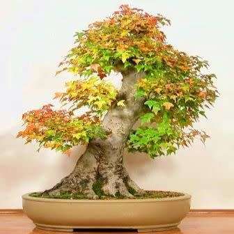 Acer buergerianum - Trident Maple Bonsai Seeds + FREE Gifts Seeds + Bonsai eBook, NEW