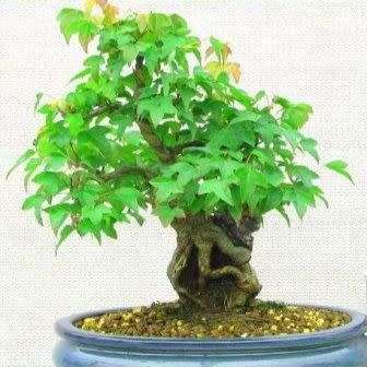 Acer buergerianum - Trident Maple Bonsai Seeds + FREE Gifts Seeds + Bonsai eBook, NEW
