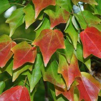 Acer buergerianum - Trident Maple, Chinese Maple Seeds - Tree or Shrub, NEW