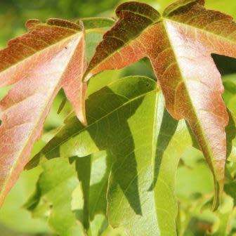 Acer buergerianum - Trident Maple, Chinese Maple Seeds - Tree or Shrub, NEW