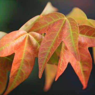 Acer buergerianum - Trident Maple, Chinese Maple Seeds - Tree or Shrub, NEW