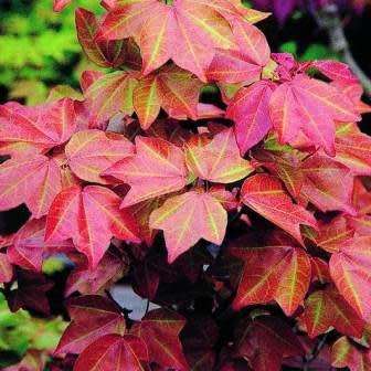 Acer buergerianum - Trident Maple, Chinese Maple Seeds - Tree or Shrub, NEW