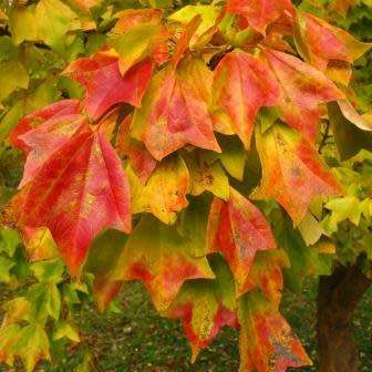 Acer buergerianum - Trident Maple, Chinese Maple Seeds - Tree or Shrub, NEW