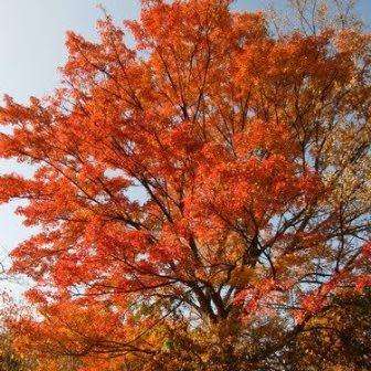 Acer buergerianum - Trident Maple, Chinese Maple Seeds - Tree or Shrub, NEW