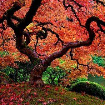 Acer buergerianum - Trident Maple, Chinese Maple Seeds - Tree or Shrub, NEW