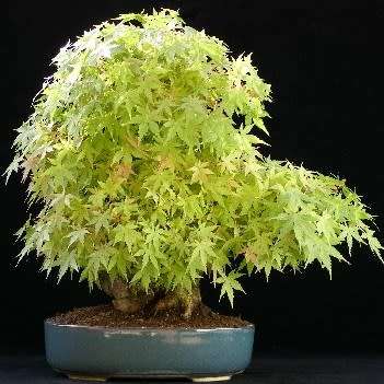 Acer japonicum - Full Moon Maple Bonsai - 5 Seeds + FREE Gifts Seeds + Bonsai eBook, NEW