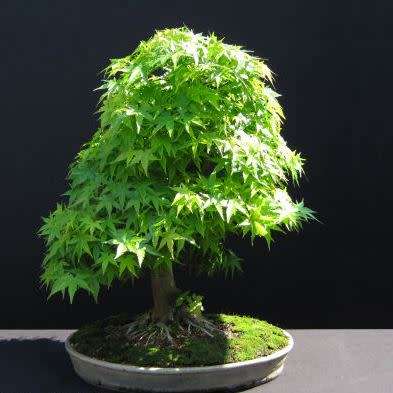 Acer japonicum - Full Moon Maple Bonsai - 5 Seeds + FREE Gifts Seeds + Bonsai eBook, NEW