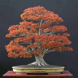 Acer japonicum - Full Moon Maple Bonsai - 5 Seeds + FREE Gifts Seeds + Bonsai eBook, NEW