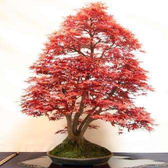 Acer japonicum - Full Moon Maple Bonsai - 5 Seeds + FREE Gifts Seeds + Bonsai eBook, NEW