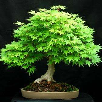 Acer japonicum - Full Moon Maple Bonsai - 5 Seeds + FREE Gifts Seeds + Bonsai eBook, NEW