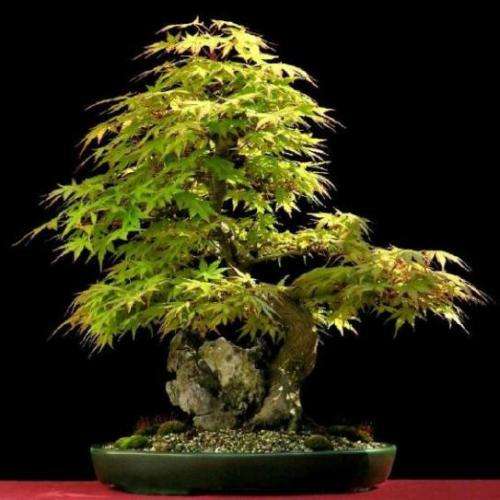 Acer palmatum - Japanese Maple Bonsai - 5 Seeds + FREE Gifts Seeds + Bonsai eBook, NEW
