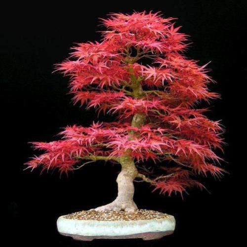 Acer palmatum - Japanese Maple Bonsai - 5 Seeds + FREE Gifts Seeds + Bonsai eBook, NEW